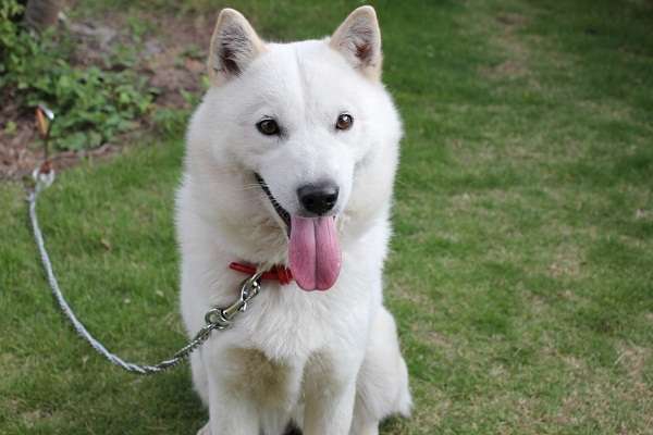 犬の日常生活