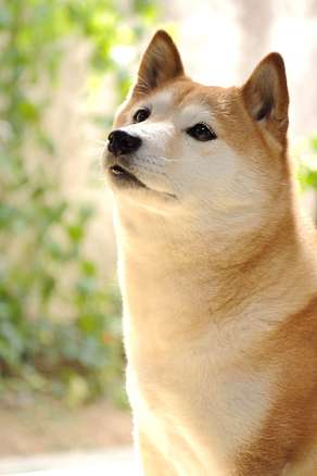 犬の日常生活