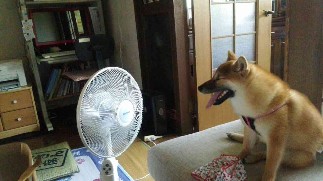 犬の日常生活