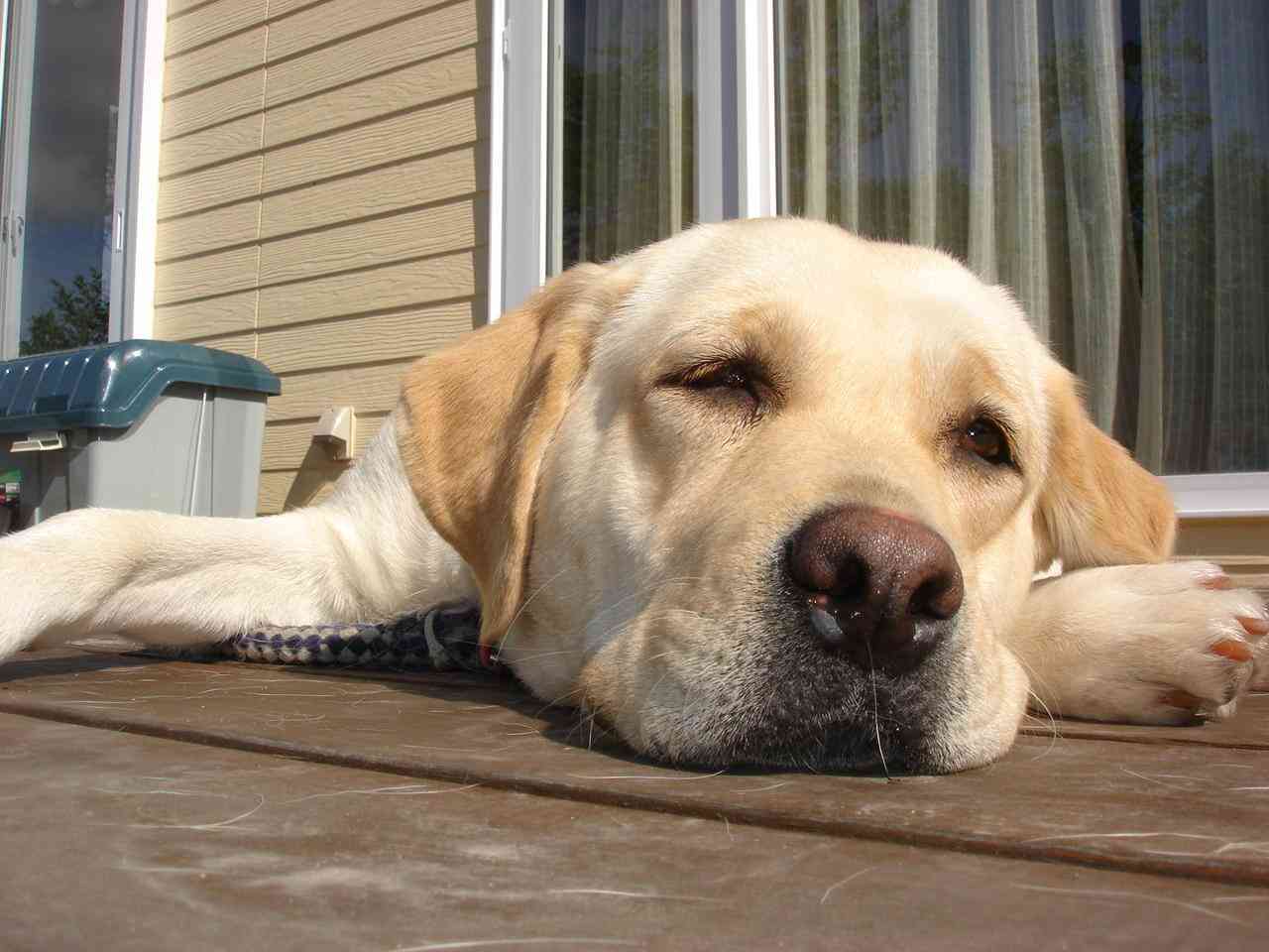犬の日常生活