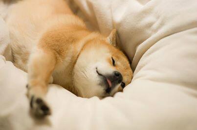 犬の日常生活