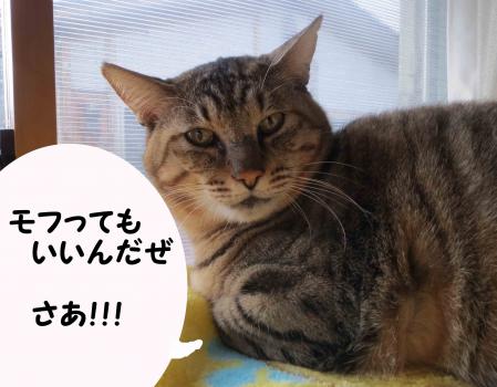 どういう言葉に弱いですか？