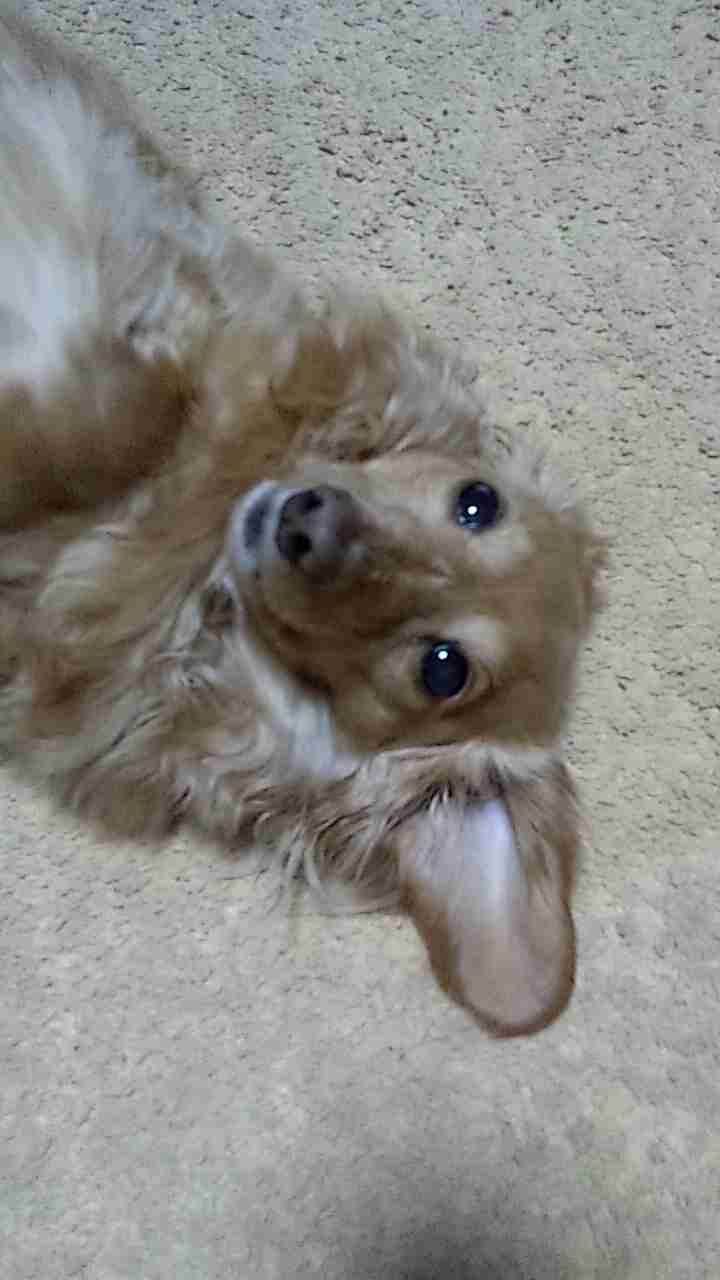 ペットを亡くされた方、その後ペットを飼われましたか?