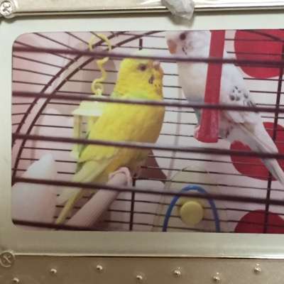 ペットを亡くされた方、その後ペットを飼われましたか?