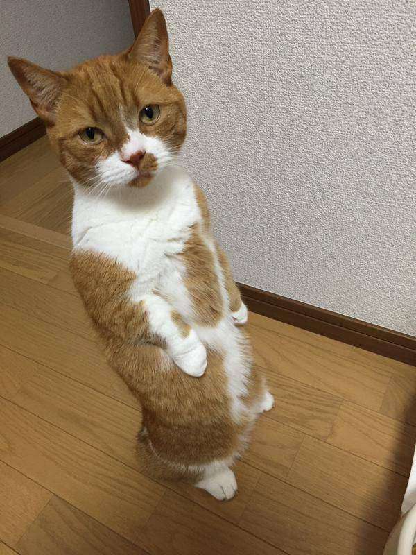 雑談トピが好きな人､雑談しませんか？