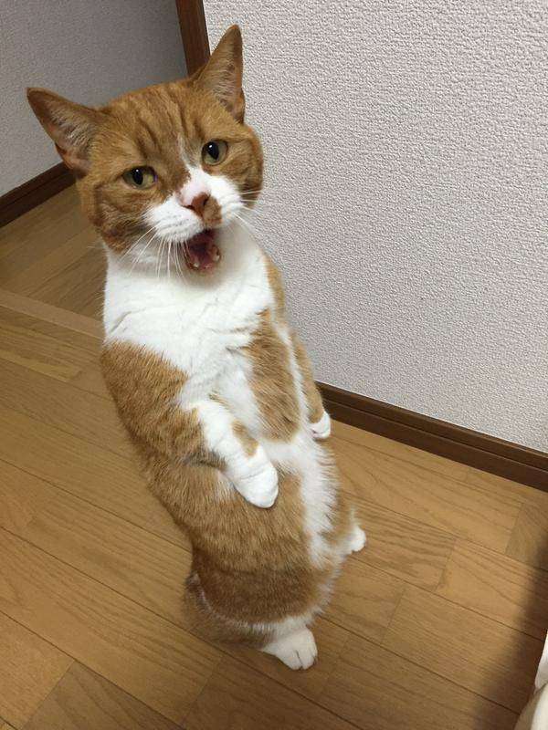 雑談トピが好きな人､雑談しませんか？