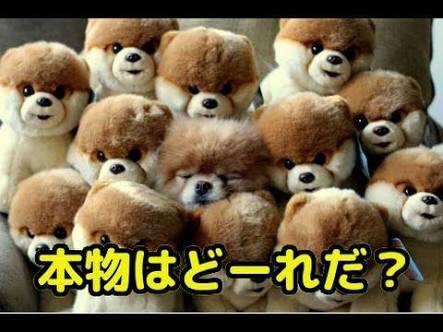 画像付きで話を繋げる雑談トピ 第2弾