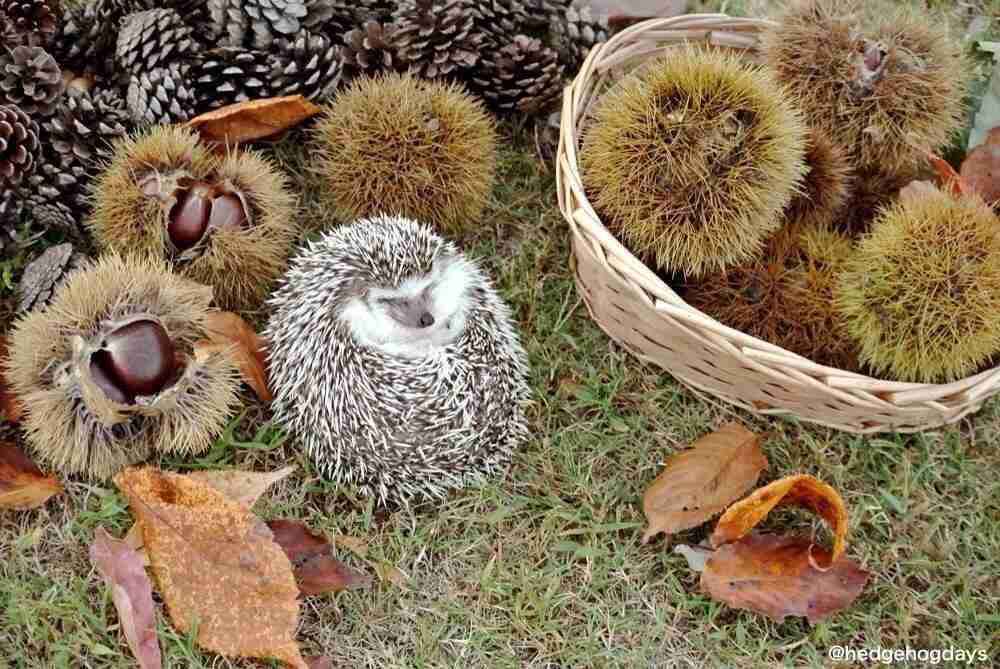 動物や風景の写真集を持っていますか？