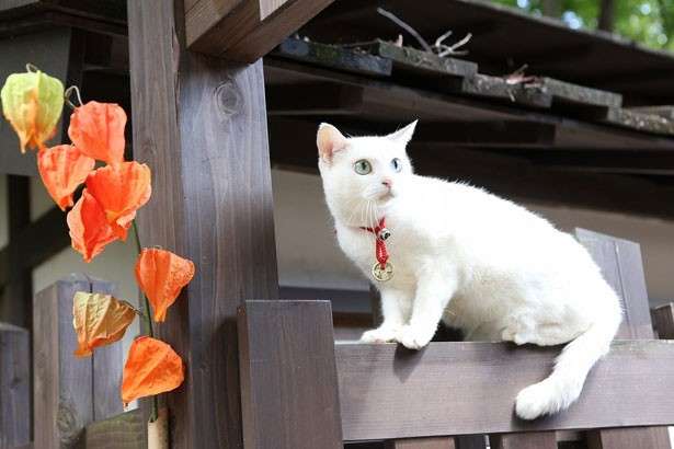 動物や風景の写真集を持っていますか？