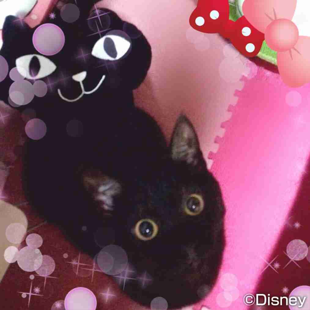 猫のいる生活あるある