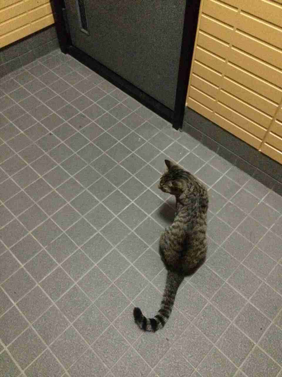 猫のいる生活あるある