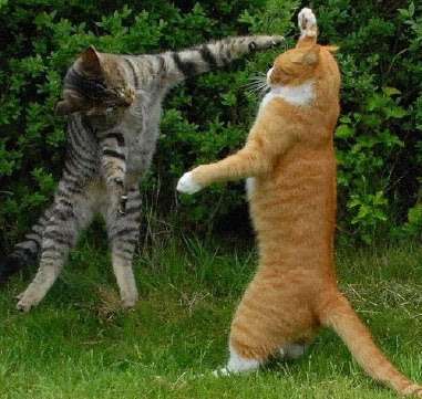 猫のいる生活あるある