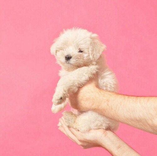 可愛い犬の画像下さい