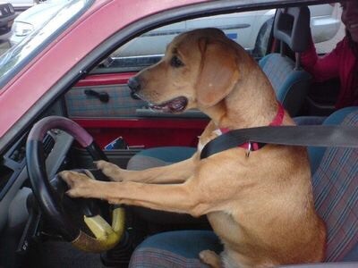 可愛い犬の画像下さい