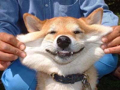 可愛い犬の画像下さい