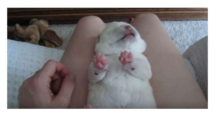 可愛い犬の画像下さい