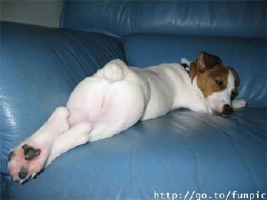 可愛い犬の画像下さい