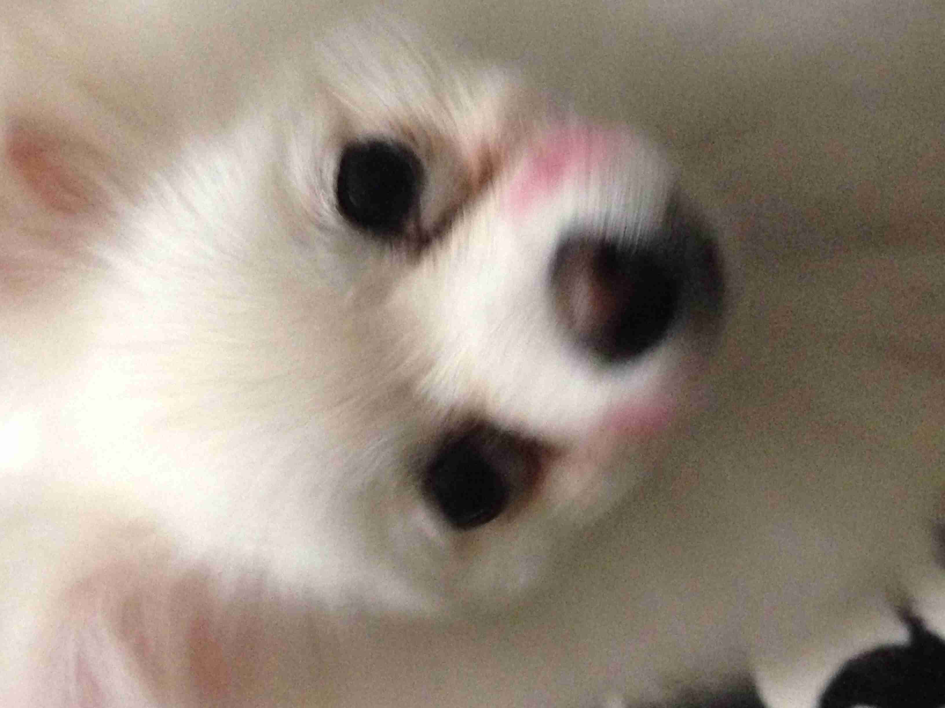 可愛い犬の画像下さい