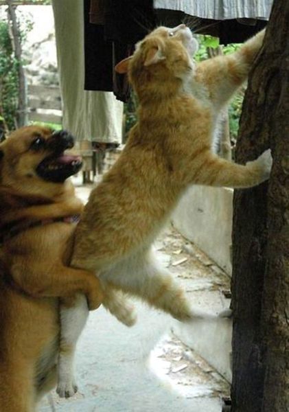 可愛い犬の画像下さい