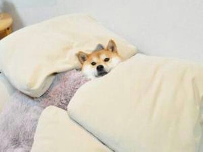 可愛い犬の画像下さい