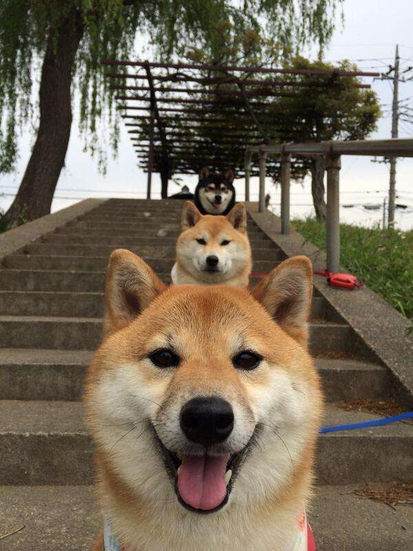 可愛い犬の画像下さい