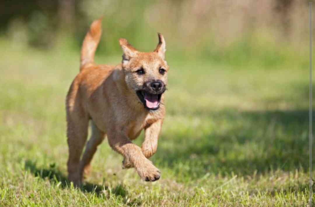 可愛い犬の画像下さい