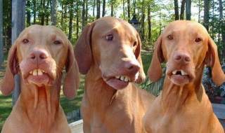 可愛い犬の画像下さい