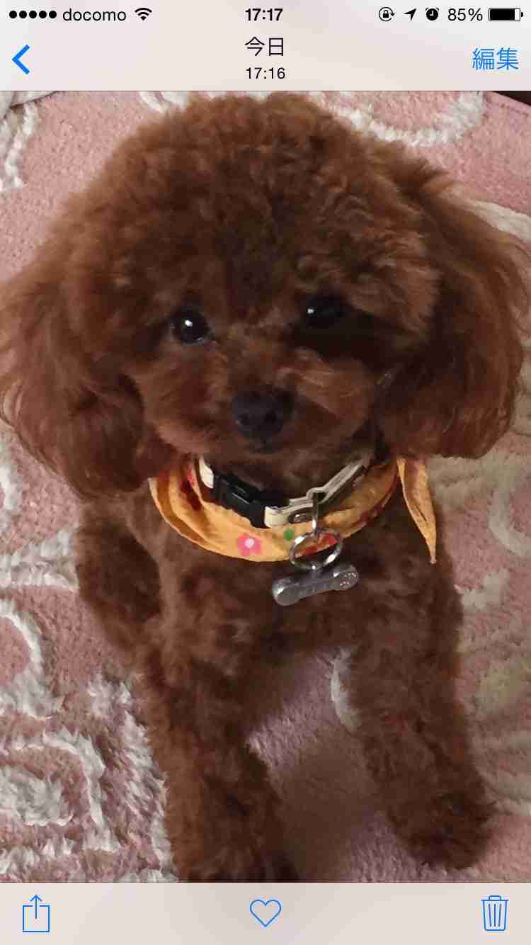 可愛い犬の画像下さい