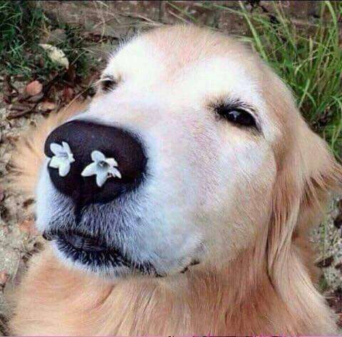 可愛い犬の画像下さい