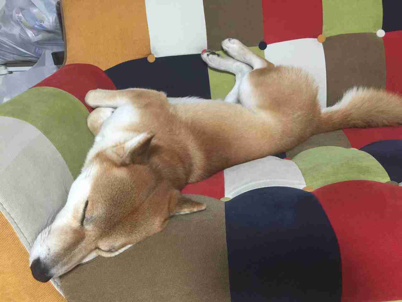 可愛い犬の画像下さい