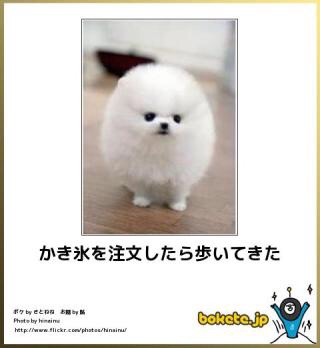 可愛い犬の画像下さい