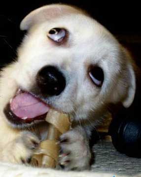 可愛い犬の画像下さい