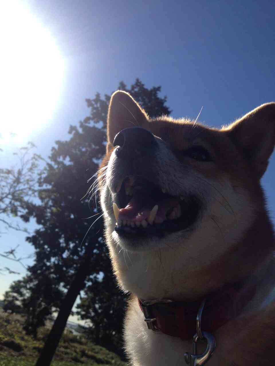 可愛い犬の画像下さい