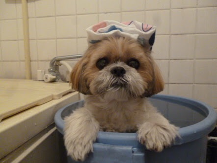 可愛い犬の画像下さい
