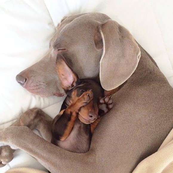 可愛い犬の画像下さい