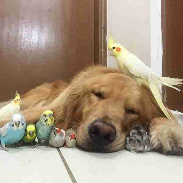可愛い犬の画像下さい