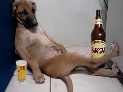 可愛い犬の画像下さい
