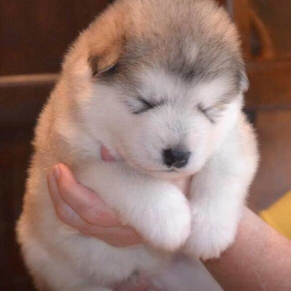 可愛い犬の画像下さい