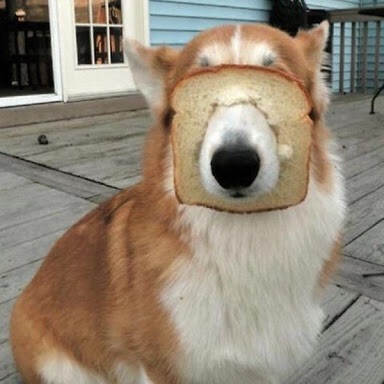 可愛い犬の画像下さい