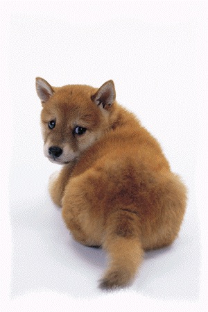 可愛い犬の画像下さい