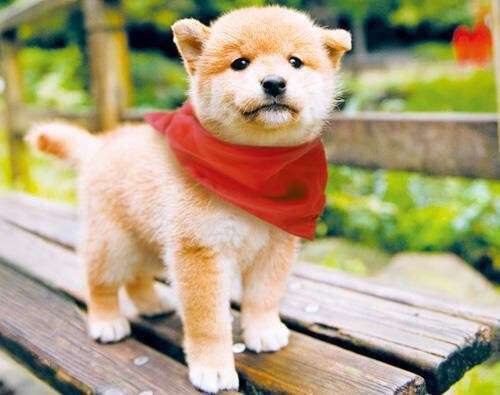 可愛い犬の画像下さい