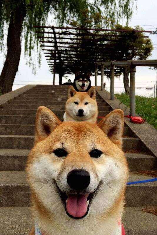 可愛い犬の画像下さい