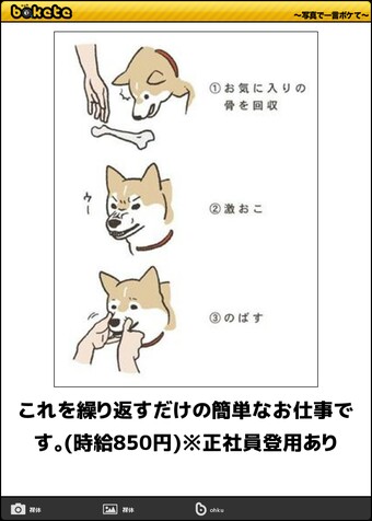 可愛い犬の画像下さい