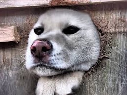 可愛い犬の画像下さい