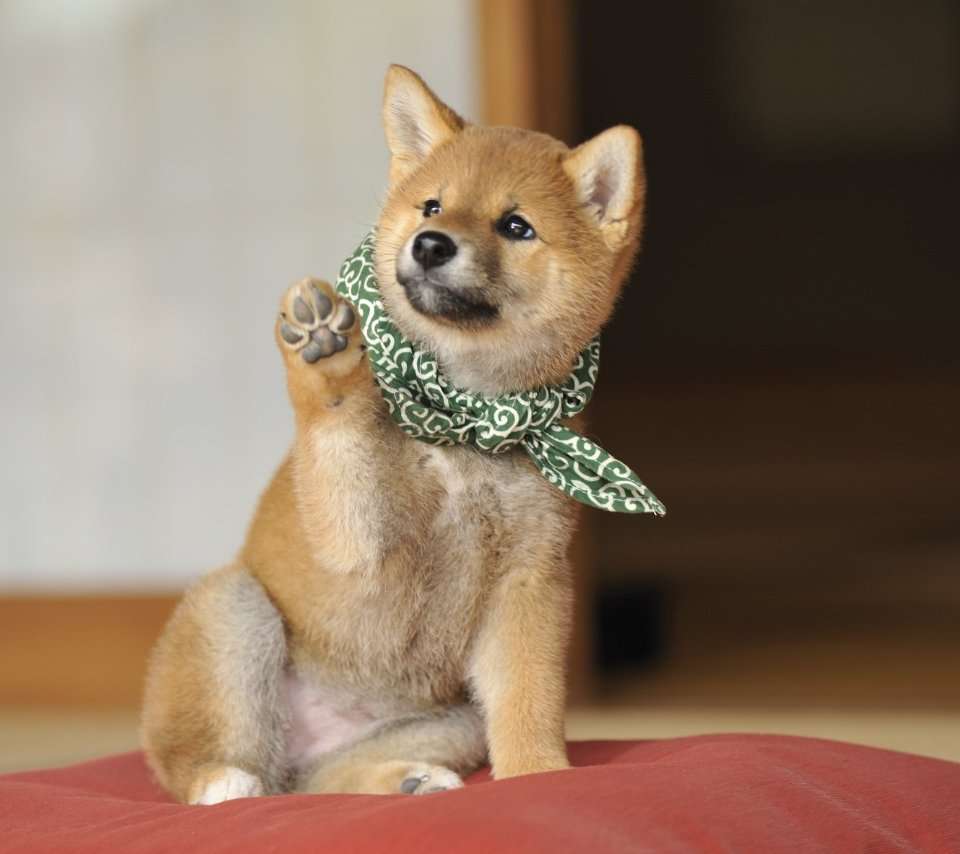 可愛い犬の画像下さい