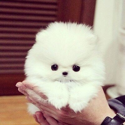 可愛い犬の画像下さい