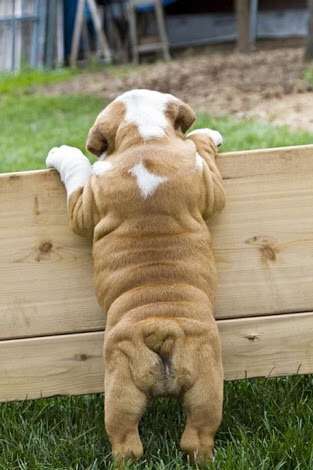 可愛い犬の画像下さい