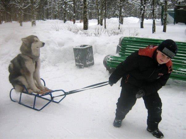 可愛い犬の画像下さい