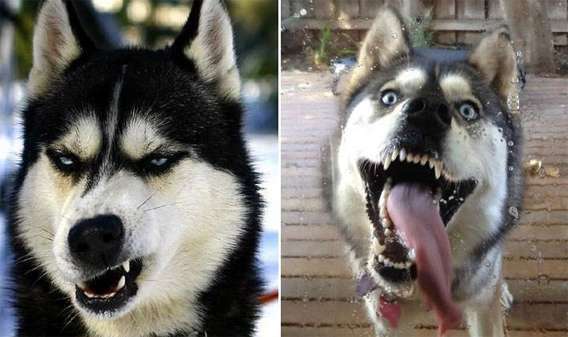 可愛い犬の画像下さい