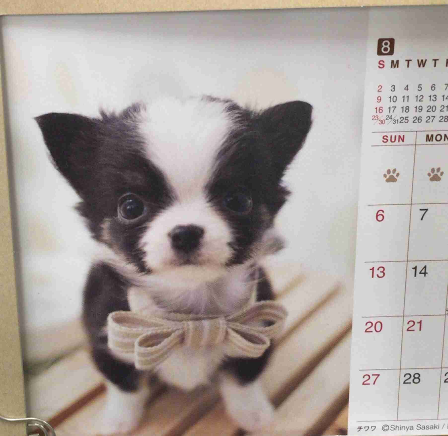 可愛い犬の画像下さい